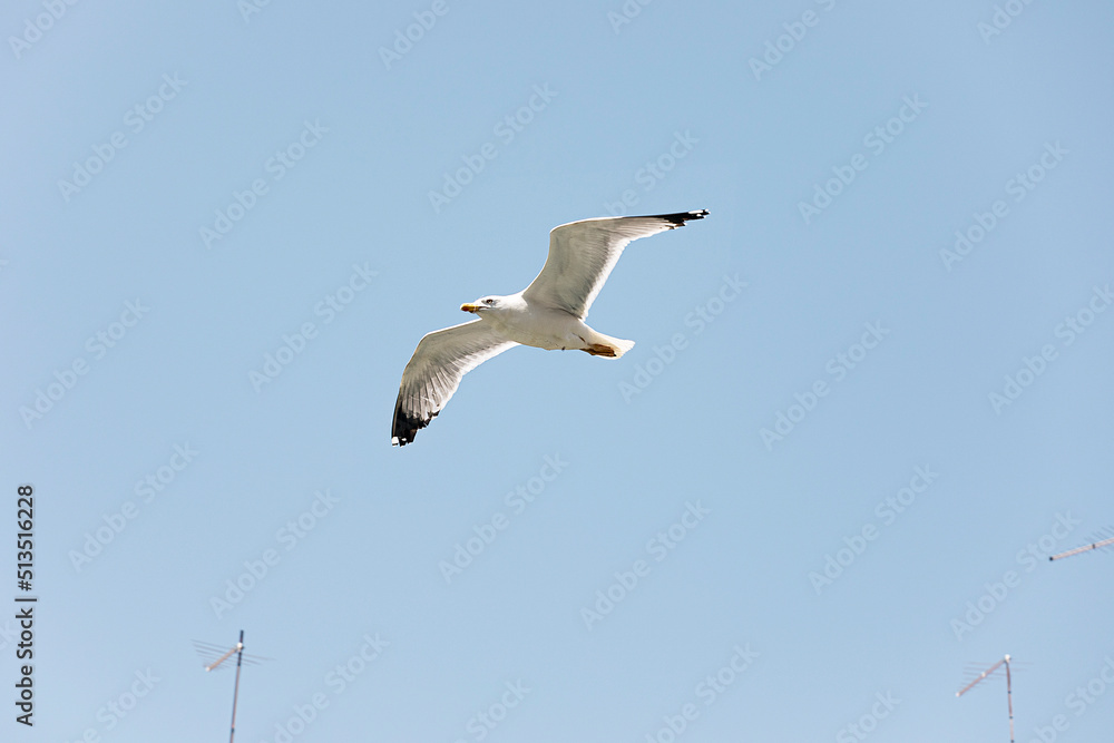 Obraz premium Seagull with spread wings on blue sky close-up. White sea bird flying.