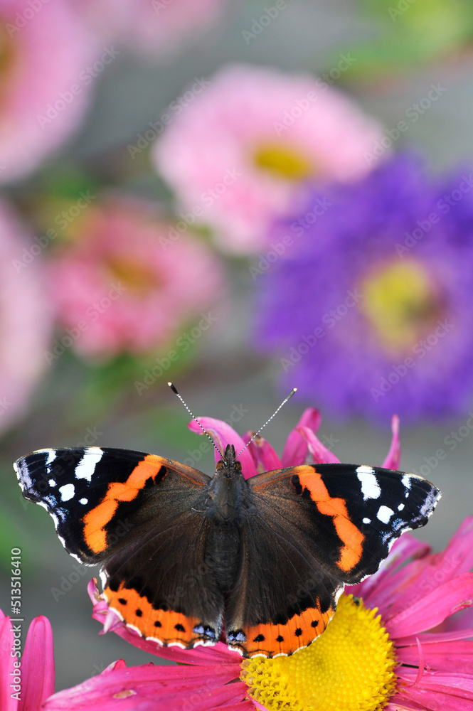 Fototapeta premium Closeup of Vanessa atalanta, the Red Admiral butterfly on garden flower