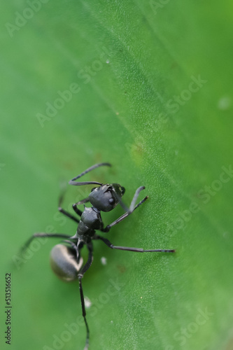ant on leaf © harto