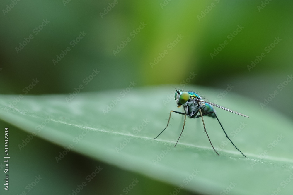 fly on leaf fly on leaf