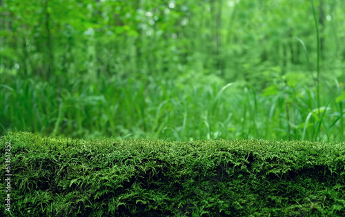 Green moss on stump in forest, abstract natural background close up. Beautiful image of summer nature, wildlife. ecology, earth day concept. template for design