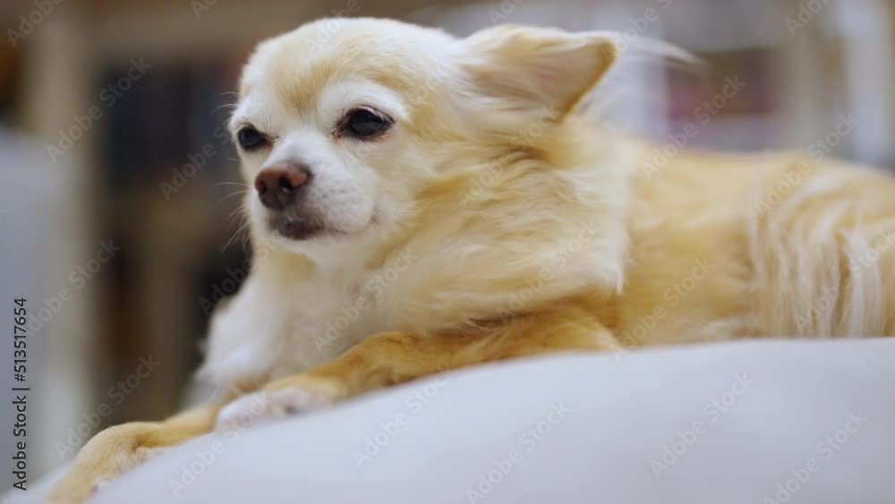 relax old chihuahua brown dog sitting on pillow laying down with wind blow his fur comfortable feeling at home relax old chihuahua brown dog sitting on pillow laying down with wind blow his fur comfortable feeling at home