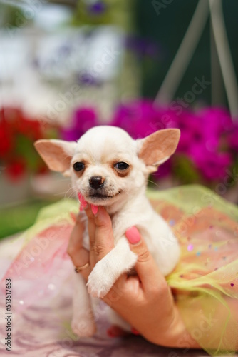 A cute, funny, happy white chihuahua puppy sits in the hands of a girl in summer, sunny afternoon against the background of a green, floral garden. Close-up © staskirilash