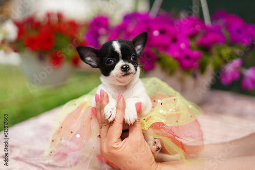 A cute, funny black and white chihuahua puppy in a festive dress sits in the hands of a girl, on a summer, sunny day against the background of a green, floral garden. Close-up