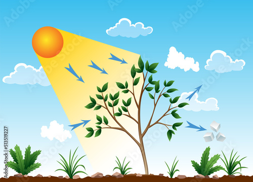 Photosynthesis process. Tree produce oxygen using rain and sun. Diagram showing process of photosynthesis in plant. Colorful biology scheme for education in flat style