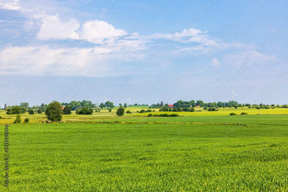Fototapeta premium Green fields in the countryside a beautiful summer day