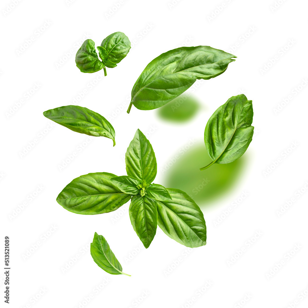 Food levitation concept. Fresh green organic basil leaves flying on white background. Basil leaves isolated. Ingredient, spice for cooking. Creative layout with basil, fragrant spicy plant Food levitation concept. Fresh green organic basil leaves flying on white background. Basil leaves isolated. Ingredient, spice for cooking. Creative layout with basil, fragrant spicy plant