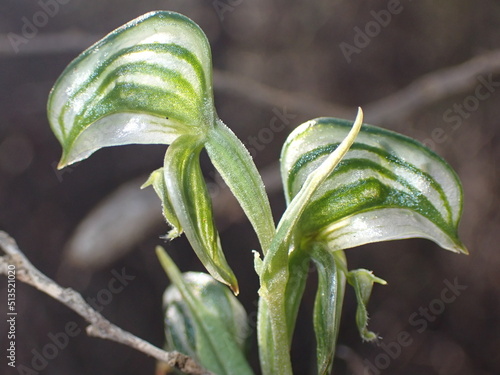  A Banded Greenhood orchid in close-up photo