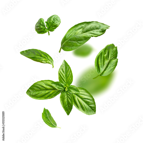 Food levitation concept. Fresh green organic basil leaves flying on white background. Basil leaves isolated. Ingredient, spice for cooking. Creative layout with basil, fragrant spicy plant