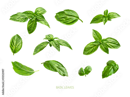 Fresh green organic basil leaves isolated on white background close-up. Ingredient, spice for cooking. Basil collection for design, packaging, advertising, fragrant spicy plant