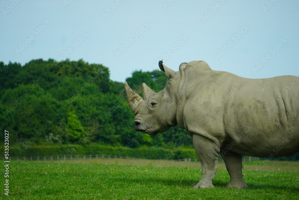 Obraz premium White rhinoceros