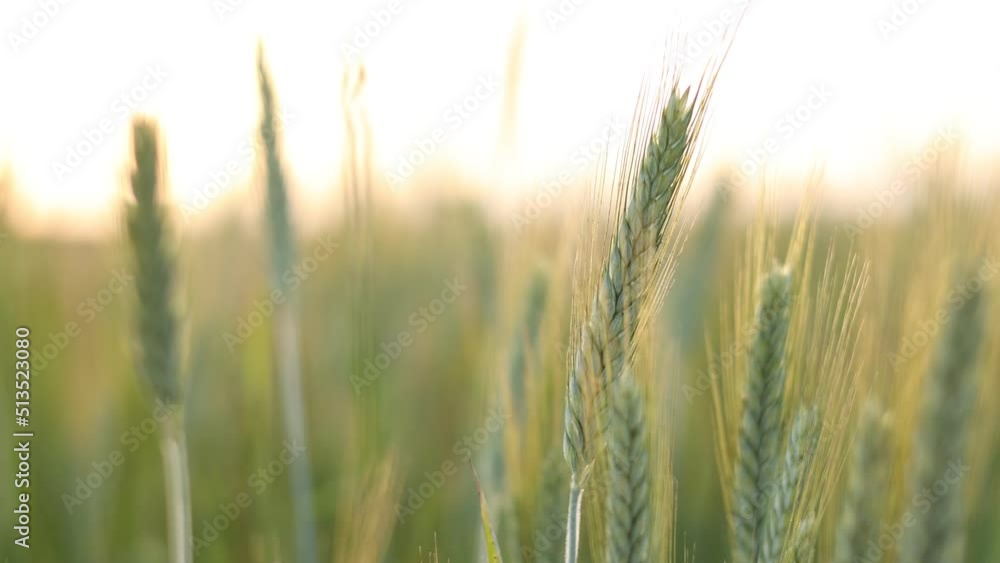 Wheat field. Ears of golden wheat close up. Beautiful Nature Sunset Landscape. Rural Scenery under Shining Sunlight. Background of ripening ears of wheat field Wheat field. Ears of golden wheat close up. Beautiful Nature Sunset Landscape. Rural Scenery under Shining Sunlight. Background of ripening ears of wheat field