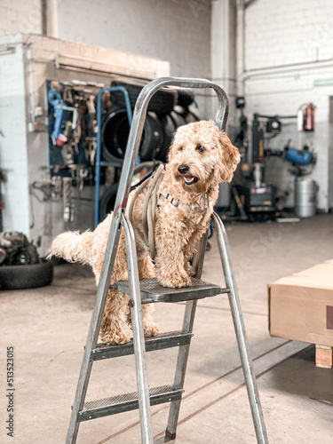 Hund auf der Leiter