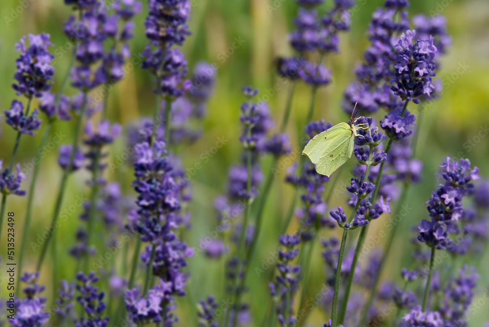 Common brimstone butterfly (Gonepteryx rhamni) sitting on lavender in Zurich, Switzerland Common brimstone butterfly (Gonepteryx rhamni) sitting on lavender in Zurich, Switzerland