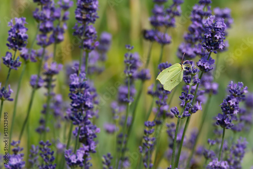 Common brimstone butterfly  Gonepteryx rhamni  sitting on lavender in Zurich  Switzerland