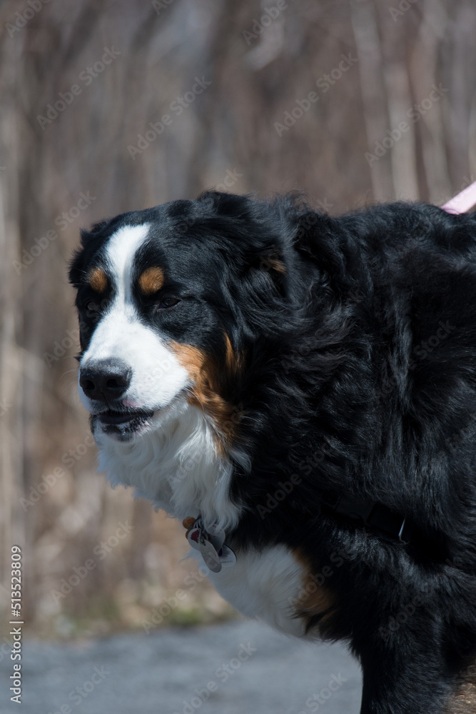 Bernese mountain dog out for a walk in the Finger Lakes region of NY