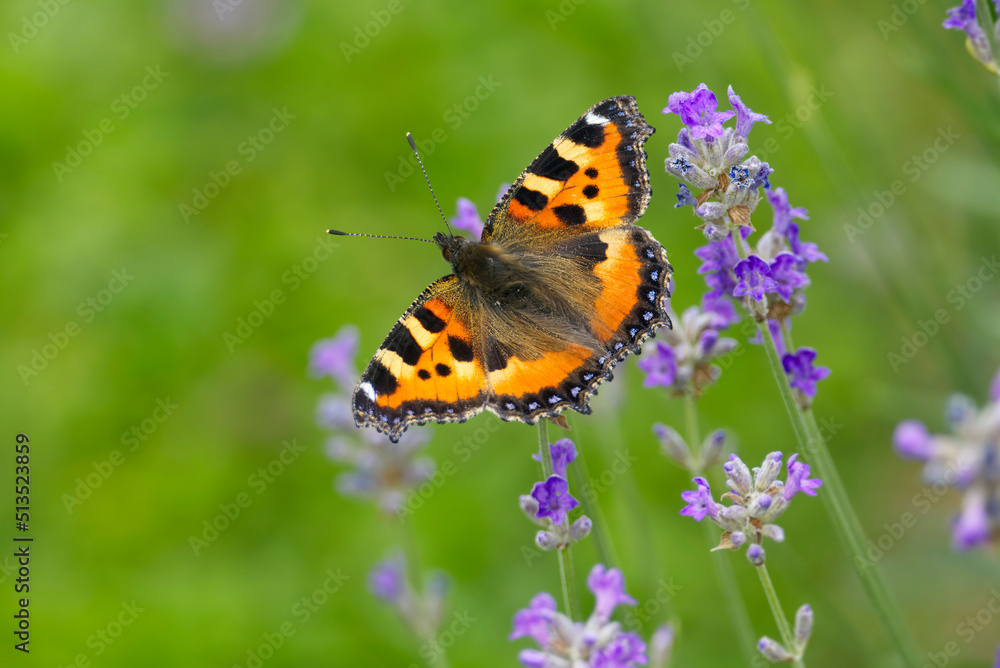Small tortoiseshell butterfly (Aglais urticae) perched on lavender plant in Zurich, Switzerland Small tortoiseshell butterfly (Aglais urticae) perched on lavender plant in Zurich, Switzerland