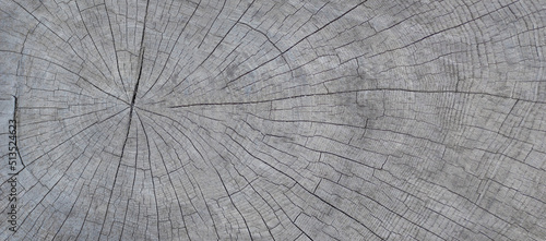 tree stump cut rings background