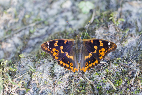 Motyl mieniak strużnik na leśnej drodze photo