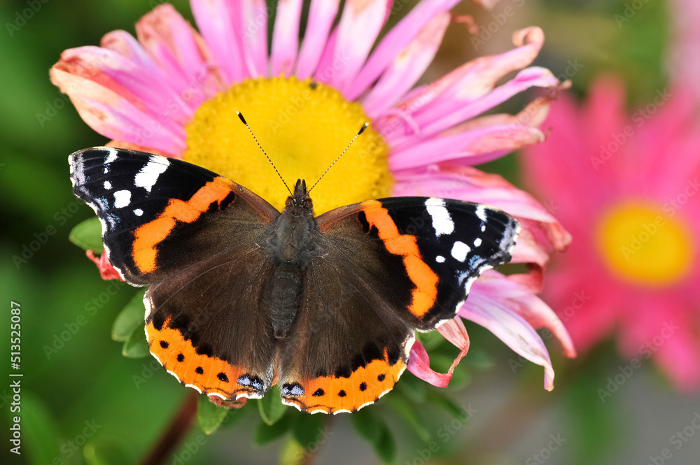 Closeup of Vanessa atalanta, the Red Admiral butterfly on garden flower Closeup of Vanessa atalanta, the Red Admiral butterfly on garden flower