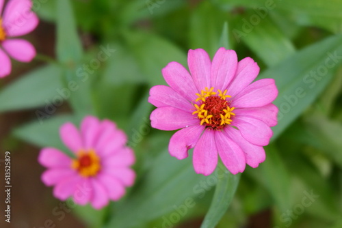 Decorative flowers planted in the garden