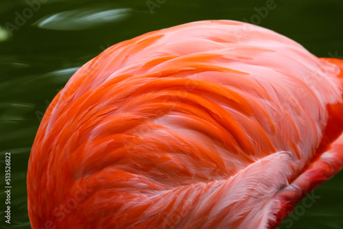 Flamingo feathers