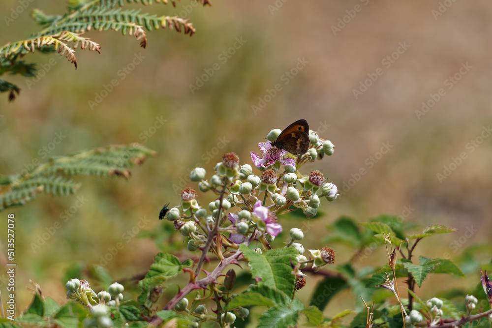 Papillon posé sur des fleurs roses et blanches Papillon posé sur des fleurs roses et blanches