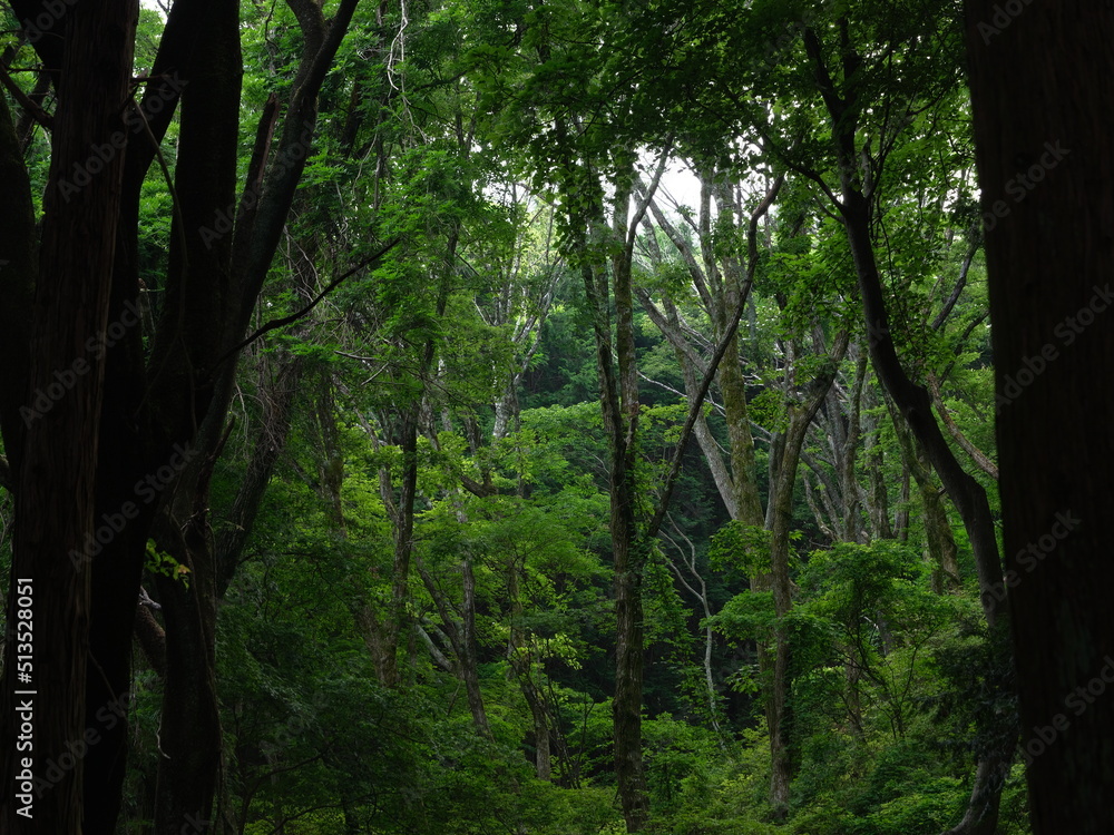 Fototapeta premium 森の中