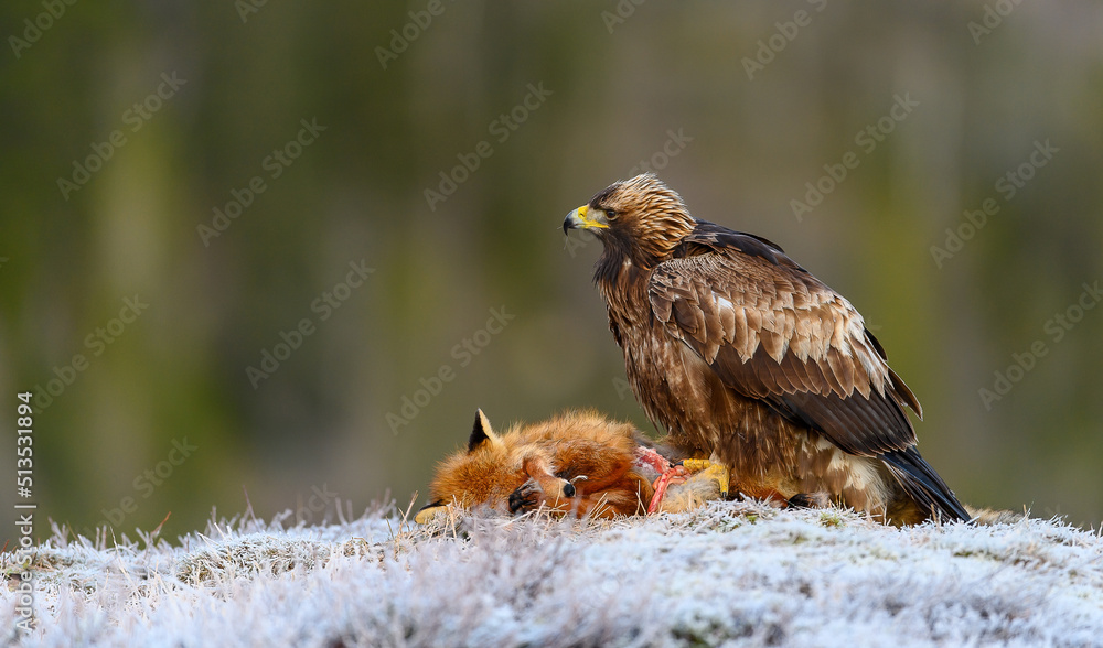 Golden eagle (Aquila chrysaetos) with prey on frosty ground in Trøndelag, Norway Golden eagle (Aquila chrysaetos) with prey on frosty ground in Trøndelag, Norway