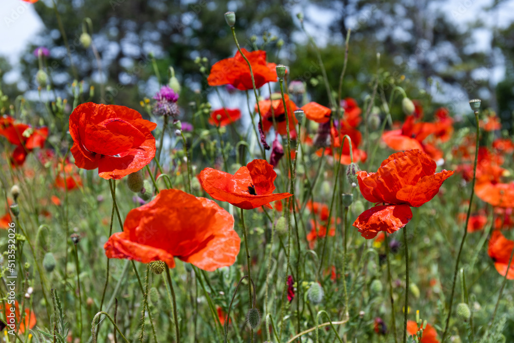 Fototapeta premium Flowers Red poppies blossom on wild field. Beautiful field red poppies with selective focus. soft light. Natural drugs. Glade of red poppies. Lonely poppy. Soft focus blur