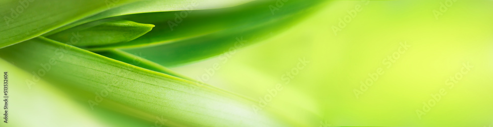 blurry leaves nature of summer green leaves natural green leaf plant used as wallpaper background blurry leaves nature of summer green leaves natural green leaf plant used as wallpaper background