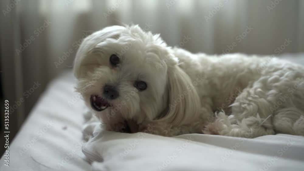 white dog maltese gnaws a bone on the bed at home white dog maltese gnaws a bone on the bed at home