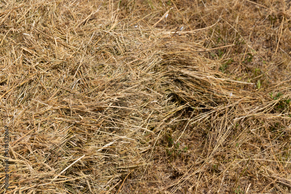 Haystack or hay straw. Mowed dry grass (hay) in stack on farm field. Hay pile stack farmer mowed for animal feeding. Bale of hay harvest. Haystack or hay straw. Mowed dry grass (hay) in stack on farm field. Hay pile stack farmer mowed for animal feeding. Bale of hay harvest.
