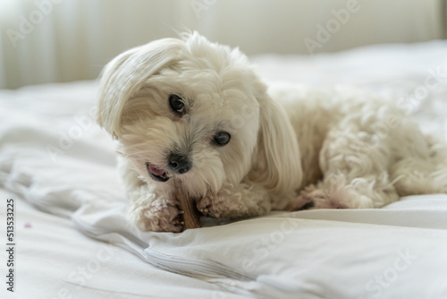 white dog maltese gnaws a bone on the bed at home