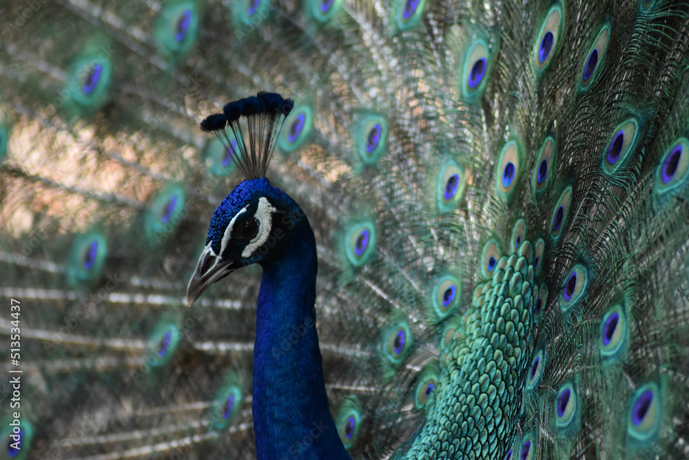 Obraz premium PEACOCK FEATHERS FACES FANS AND FAMILY