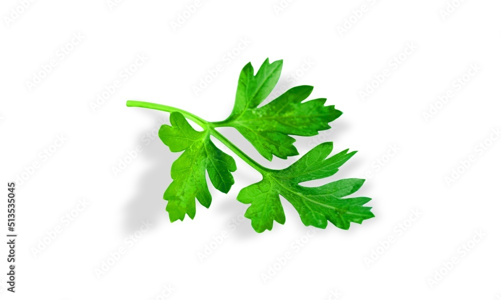 Parsley herb green leaf on the desk Parsley herb green leaf on the desk