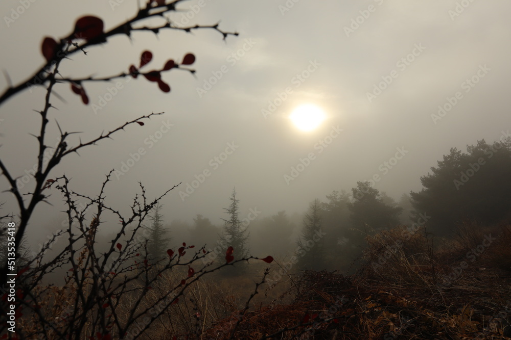 Obraz premium Morning sunlight in the foggy mist of autumn in the mountains with branches of trees