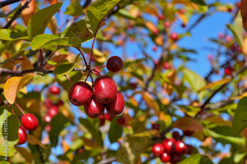 Ripe Crabapples, Ready For Picking