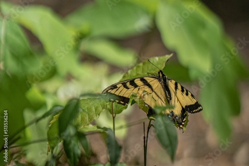 Selective shot of a eastern tiger swallowtail (Papilio glaucus) butterfly sitting on green leaves photo