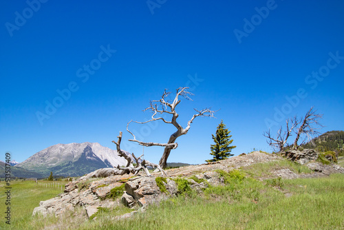 Burmis Tree in Crowsnest Pass Limber Pine Dead Tree