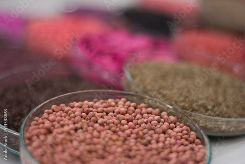 Seleção com diversas sementes divididas em placas de petri para demonstração de suas qualidades como cor, tamanho e formatos photo