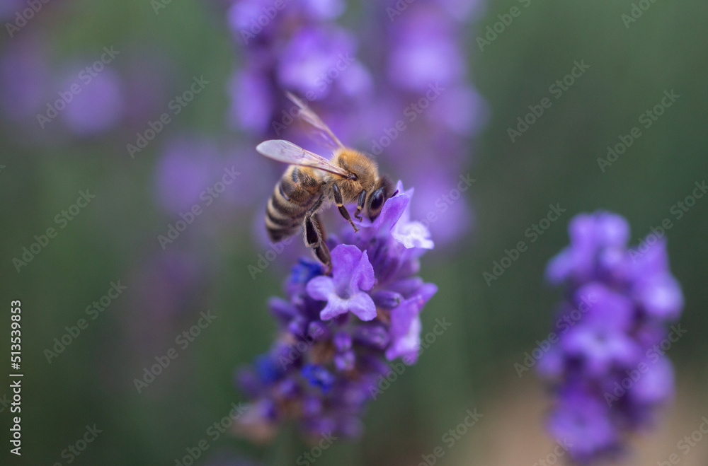 The bee collects pollen from purple lavender The bee collects pollen from purple lavender