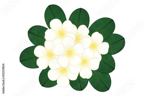 Beautiful plumeria flowers bouquet with green leaves on white background © Rassamee design
