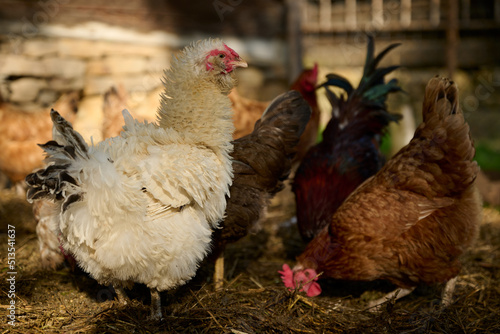 Fototapeta Naklejka Na Ścianę i Meble -  a white-collared hen among other hens on an organic farm