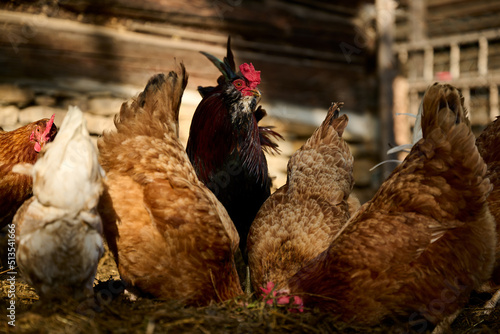 Organic farm, a rooster among hens