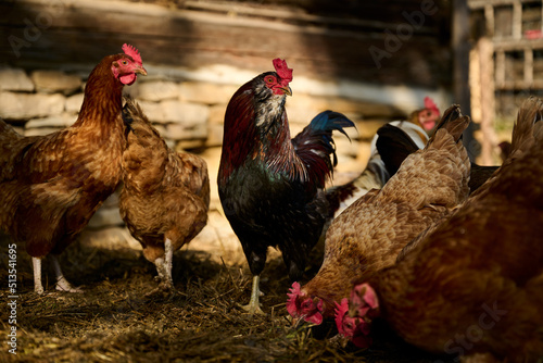 Fototapeta Naklejka Na Ścianę i Meble -  Organic farm, a rooster among hens