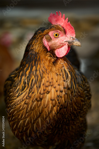 Fototapeta Naklejka Na Ścianę i Meble -  Close-up of a hen in the evening light