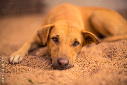 Shallow focus shot of an Africanis dog laying in peace on a dusty land photo