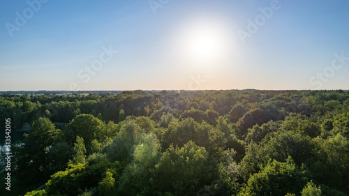View from above of dense pine forest with canopies of green spruce trees and colorful lush canopies at sunset. High quality photo