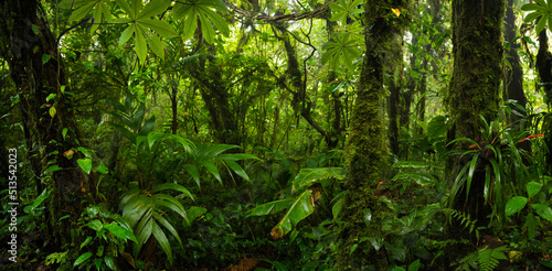 Fototapeta Naklejka Na Ścianę i Meble -  Rain forest in Central America, Costa Rica